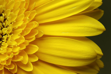 close up yellow flower