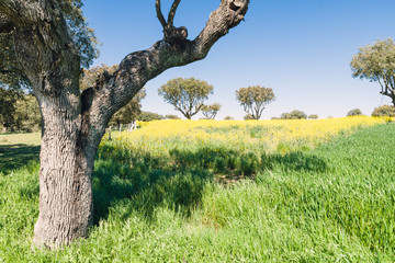 Green grass on a golf field