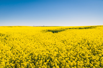 Obraz premium Yellow meadow under blue sky with clouds