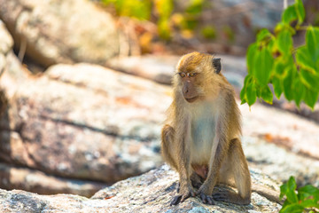 Monkey sitting on the rock. beach front