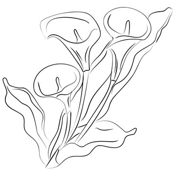 ink sketch Calla flower