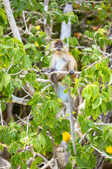 Natural monkey on the tree