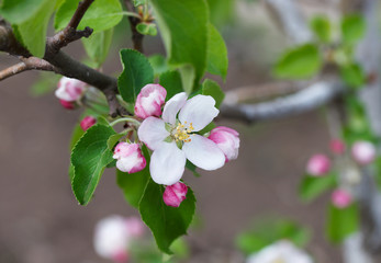 apple blossom