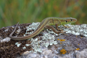 Young male of  European green lizard