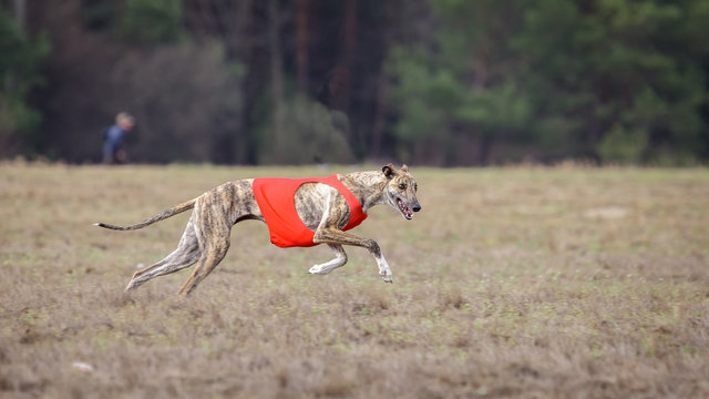 Coursing, passion and speed. Dog greyhound running