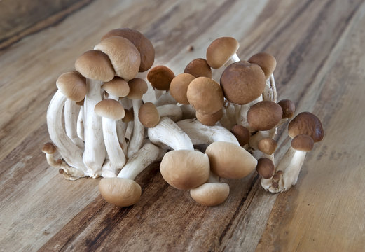 Honey mushrooms bunch