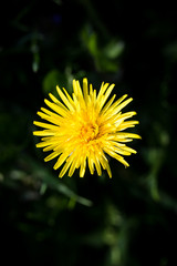 Dandelions