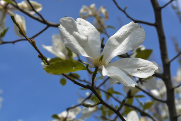 дерево магнолия расцвело нежными белыми цветами
