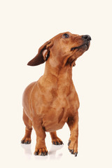 brown dachshund dog isolated over white background