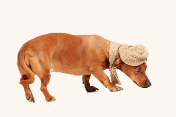dachshund dog dressed into hat and scarf isolated