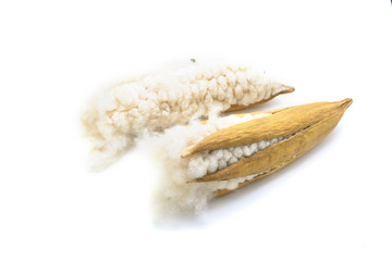 kapok seeds with white fiber for making pillow