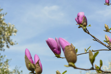 дерево магнолия расцвело нежными розовыми цветами