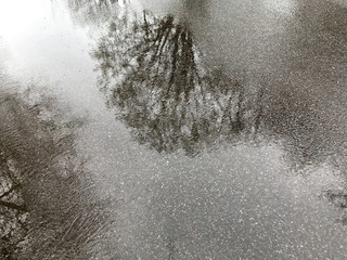 puddle next to a sidewalk reflects a trees