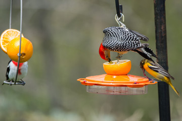 Red-bellied Woodpecker, Baltimore Oriole, and Rose-breasted Gros