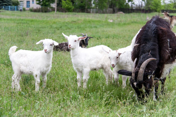 goatlings with goat are grazing on grass in the village