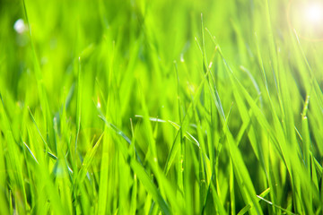 young green grass as a background close-up macro