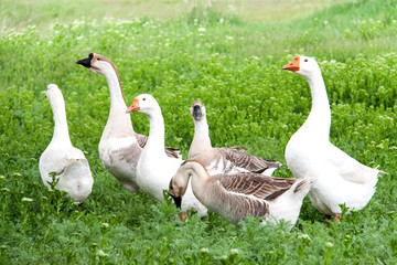 flock of geese grazing on green grass in the village