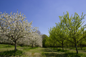 Obraz premium Im Mai