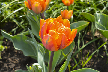 пионовидные тюльпаны расцвели в весеннем парке