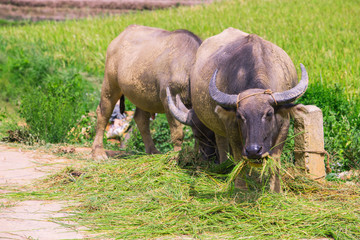 Fototapeta premium buffalo