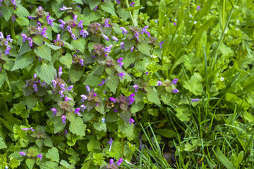 весенние цветы расцвели в городском парке