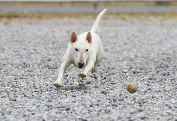 White mini bull terrier chasing a ball in the rocks