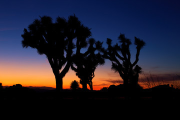 Fototapeta na wymiar Sunset over Joshua Tree, Joshua Tree National Park, USA