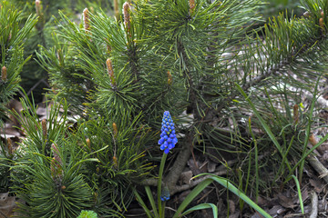 весенние цветы между карликовой сосной © valteru