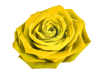 Obraz na płótnie Canvas Yellow rose isolated on white background