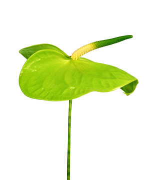Green Anthurium flower isolated on white background