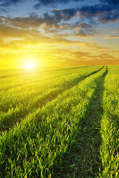 Beautiful spring field with green grass at sunset.