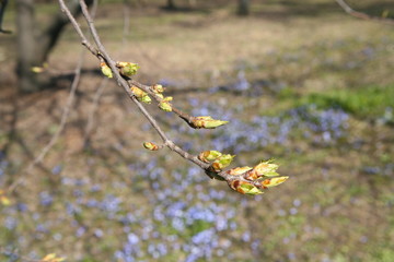 Blossoming buds