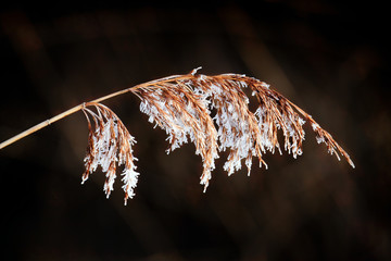 Common Reed (phragmites australis) seed head