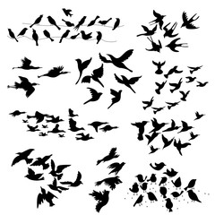 Fototapeta na wymiar Silhouette of Flying Birds