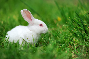 Baby white rabbits in grass
