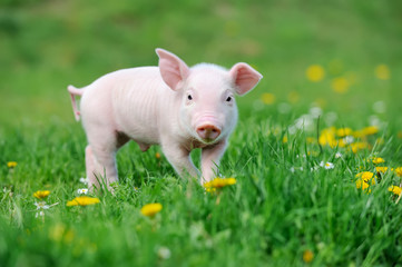 Young pig on grass