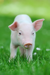 Young pig on grass © byrdyak