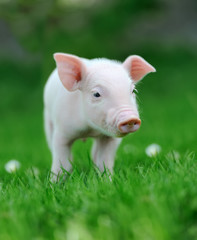Young pig on grass