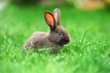 Naklejka premium Little rabbit in grass