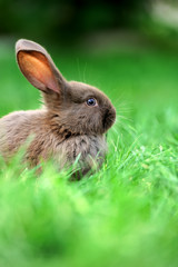 Little rabbit in grass