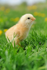 Little chickens on a grass