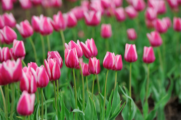 Tulips in spring field