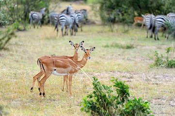 Impala on savanna in Africa