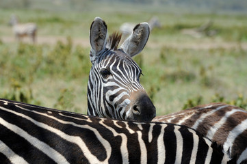 Naklejka premium Zebra on grassland in Africa