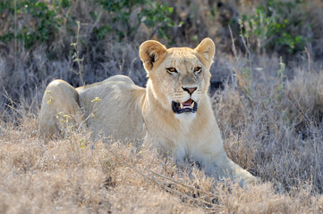 African lion in the Park South Africa