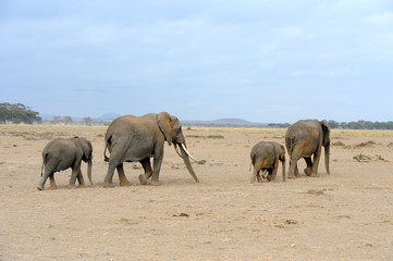 Obraz premium Elephant on savannah in Africa