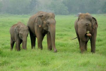 Elephants