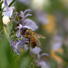 abeille au travail