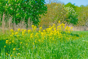 Wild flowers in a field in spring