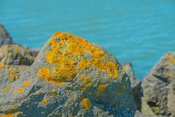Moss growing on a basalt stone in spring